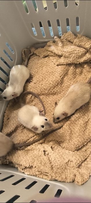 Dwa Szczury Dumbo Syjamskie Rasowe - REX