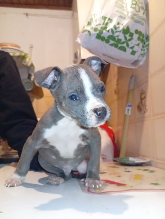 Companheiro de 4 patinhas