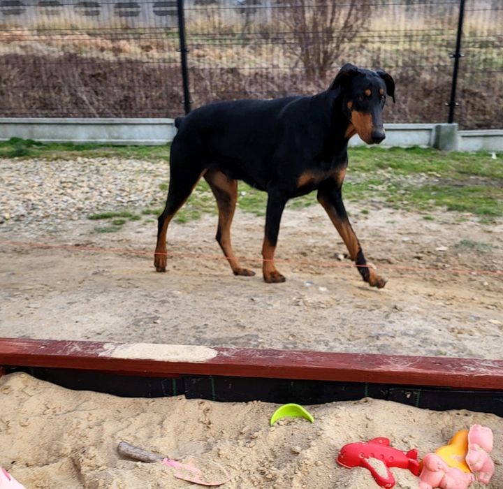 Doberman suczka .
