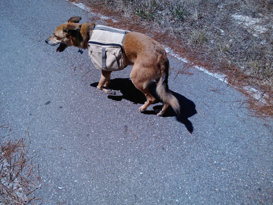 2 Mochilas para cães com mais de 20kg