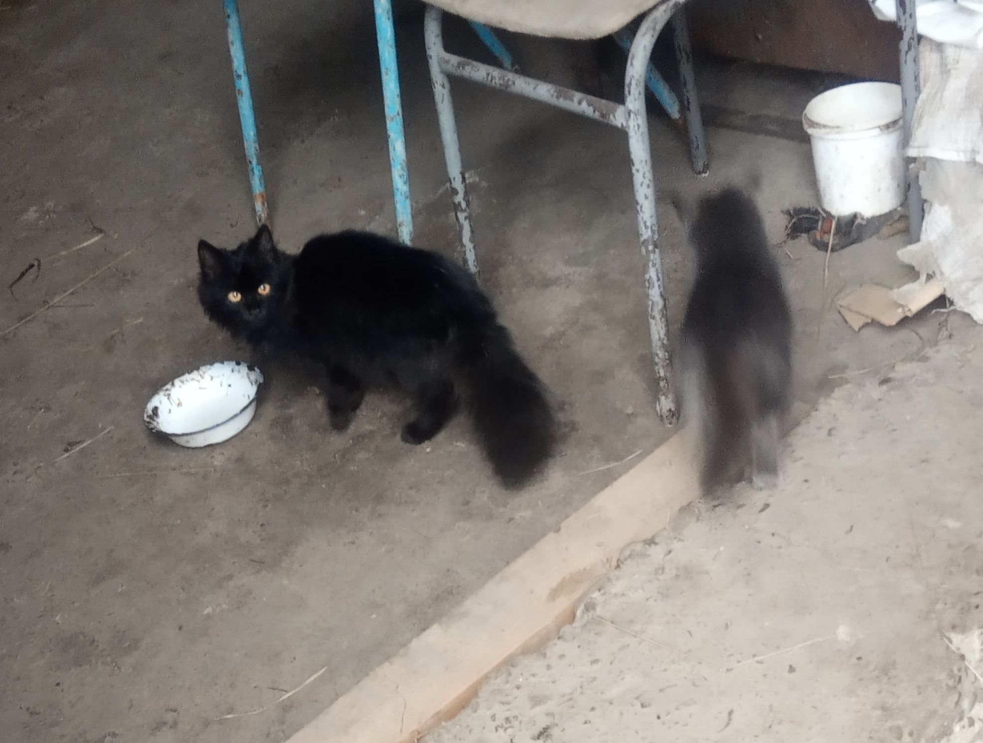 Котики чорний і сірий котик 8 місяців