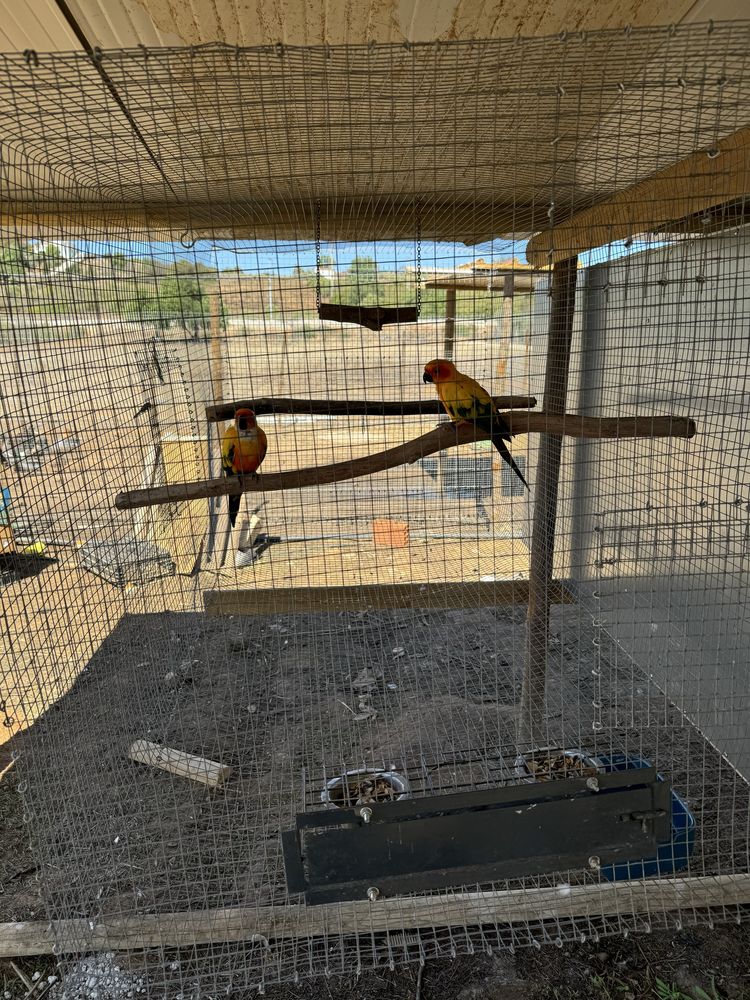 Ring Neck, aratingas, marianinhas, loris…