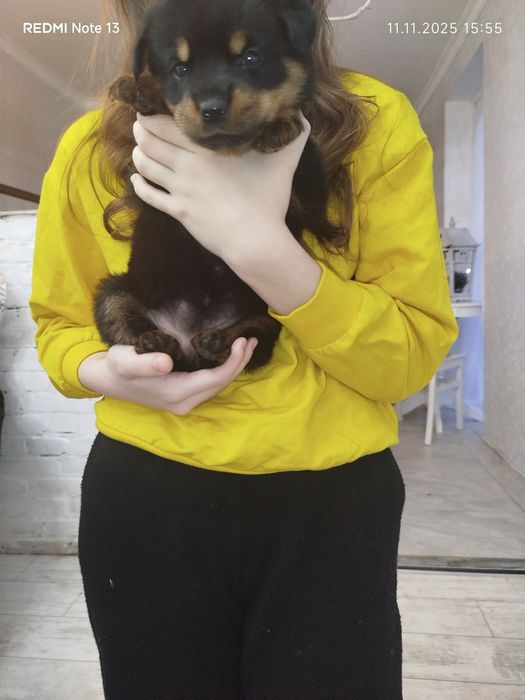 Щенок ротвейлера девочкп