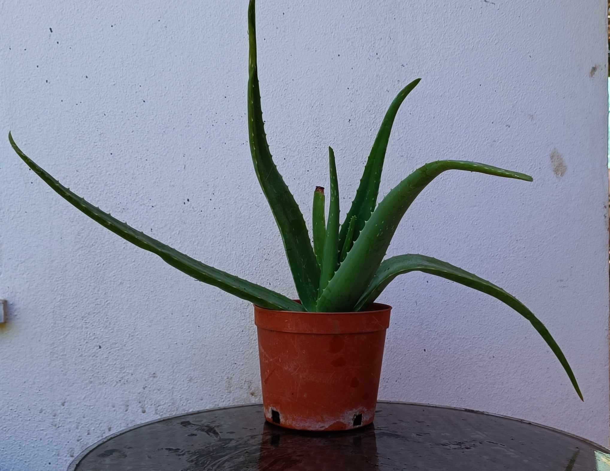 vendo planta aloe vera