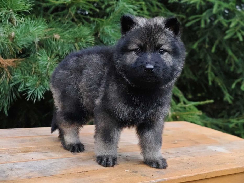 OWCZAREK STARONIEMIECKI Piękna Srebrna suczka! Gotowa do zmiany domu !