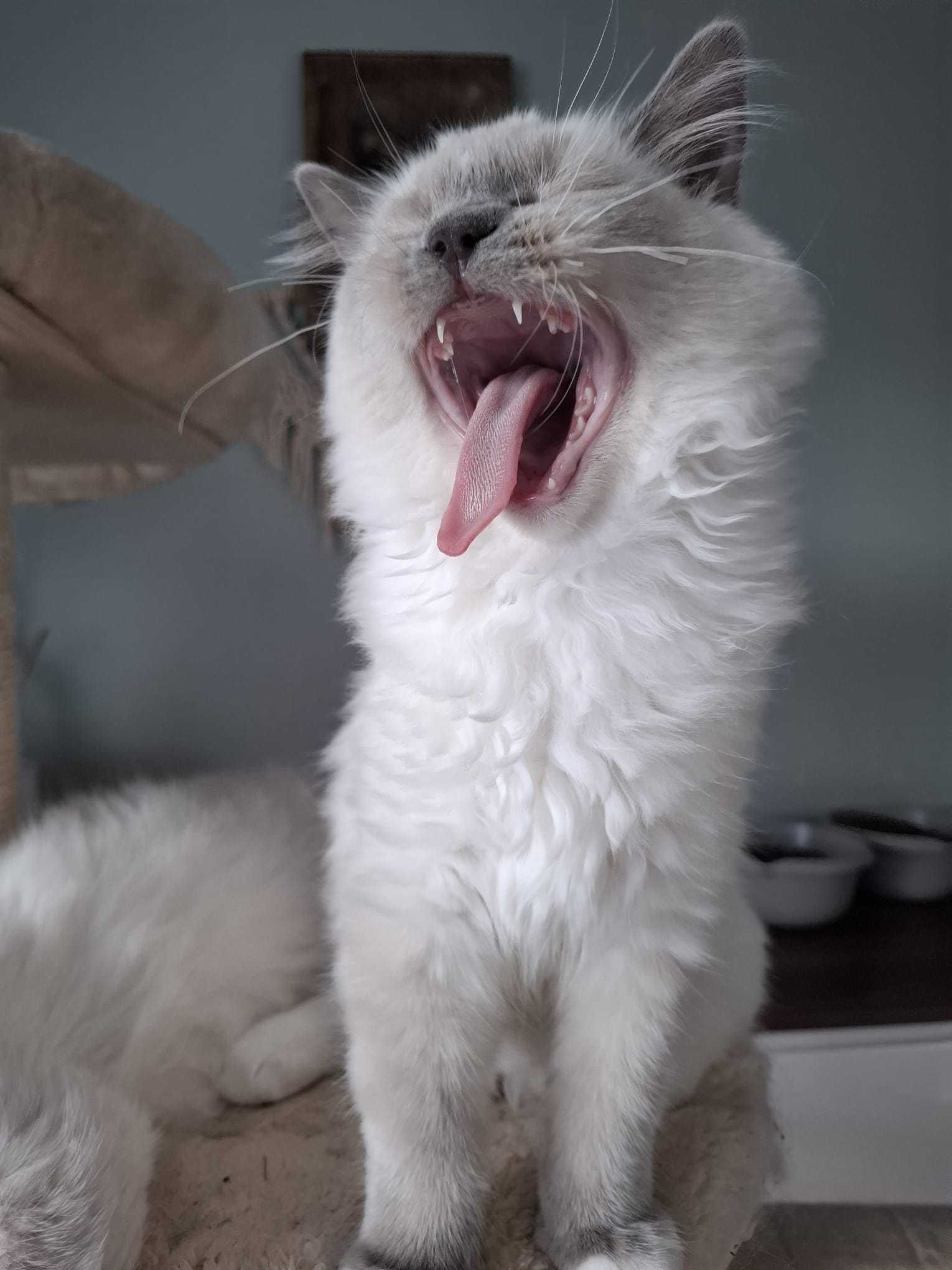 Chłopiec kocur Ragdoll blue mitted FPL mruczuś