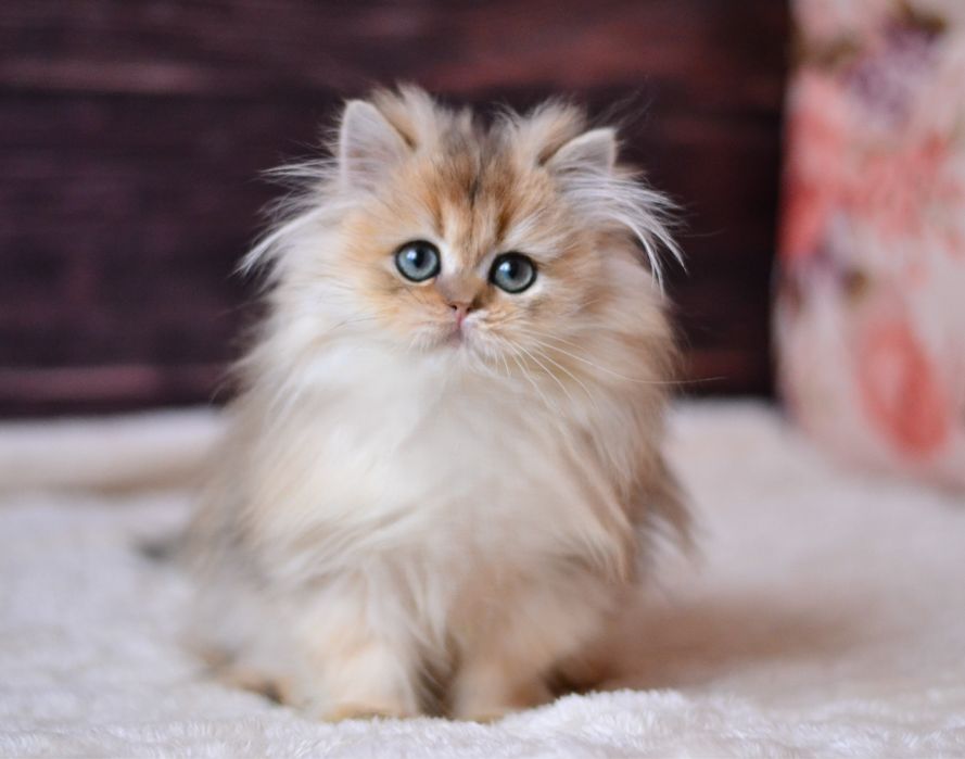 Золота британочка Яра