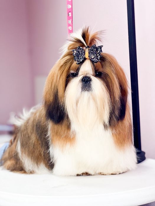 Нереально красивай кобель ши-тцу на вязку