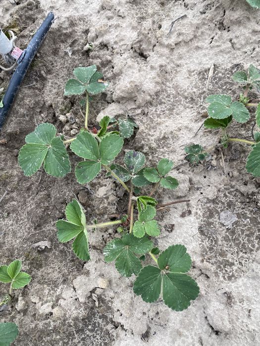 Суниця грунтопокрівна ремонтантна полуниця