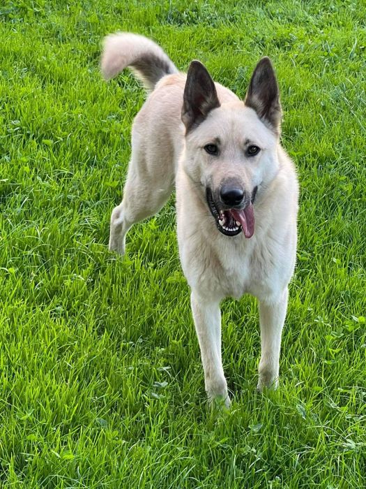 віддам лайку у добрі руки