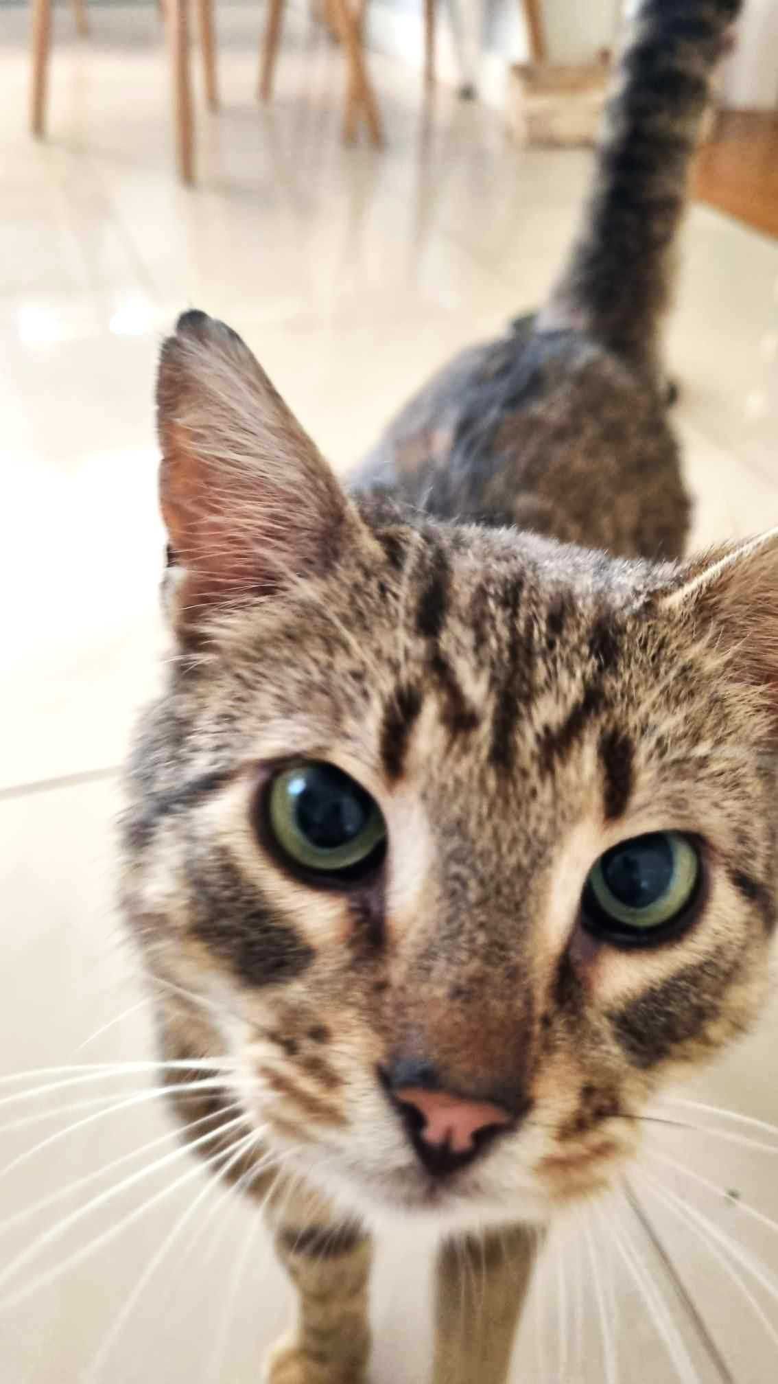 Chicago śliczny, figlarny burasek do adopcji