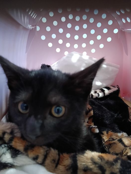 Gatinhos bebes para adoção responsável