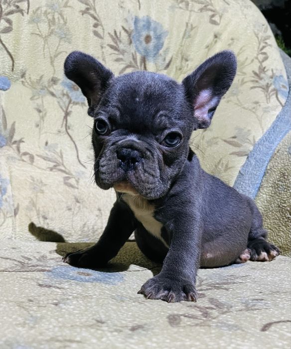 Супер французики!