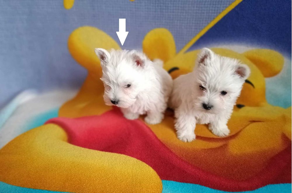West Highland White Terrier piesek