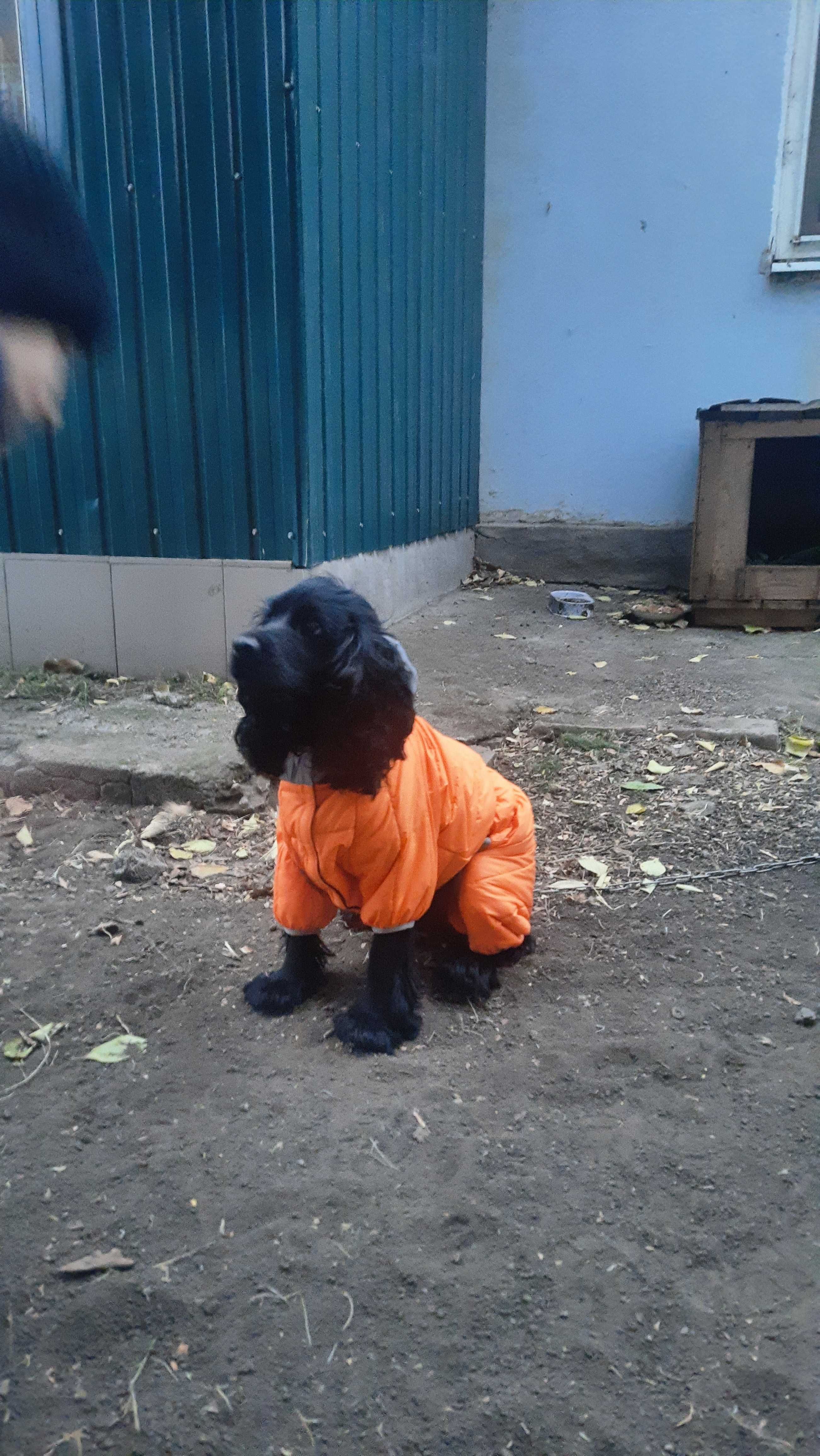 Собака Спаниелька