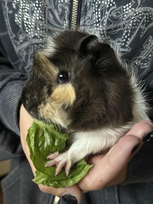 świnka morska samczyk