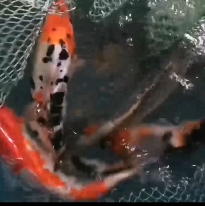 Корм для риб, короб коі Україна, nishiki, coppens, рибки