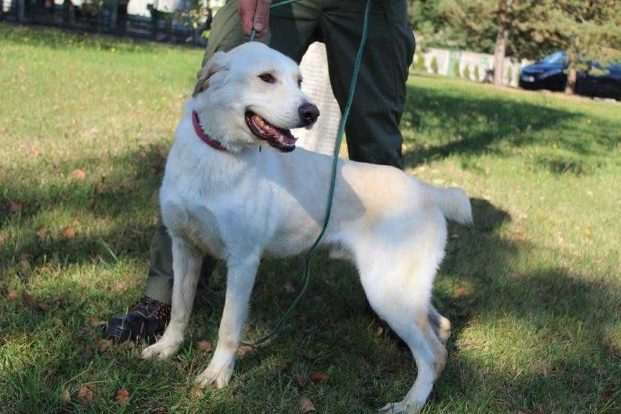 Labrador mix Ciastek Szuka domu -schronisko Bełchatów-aktualne