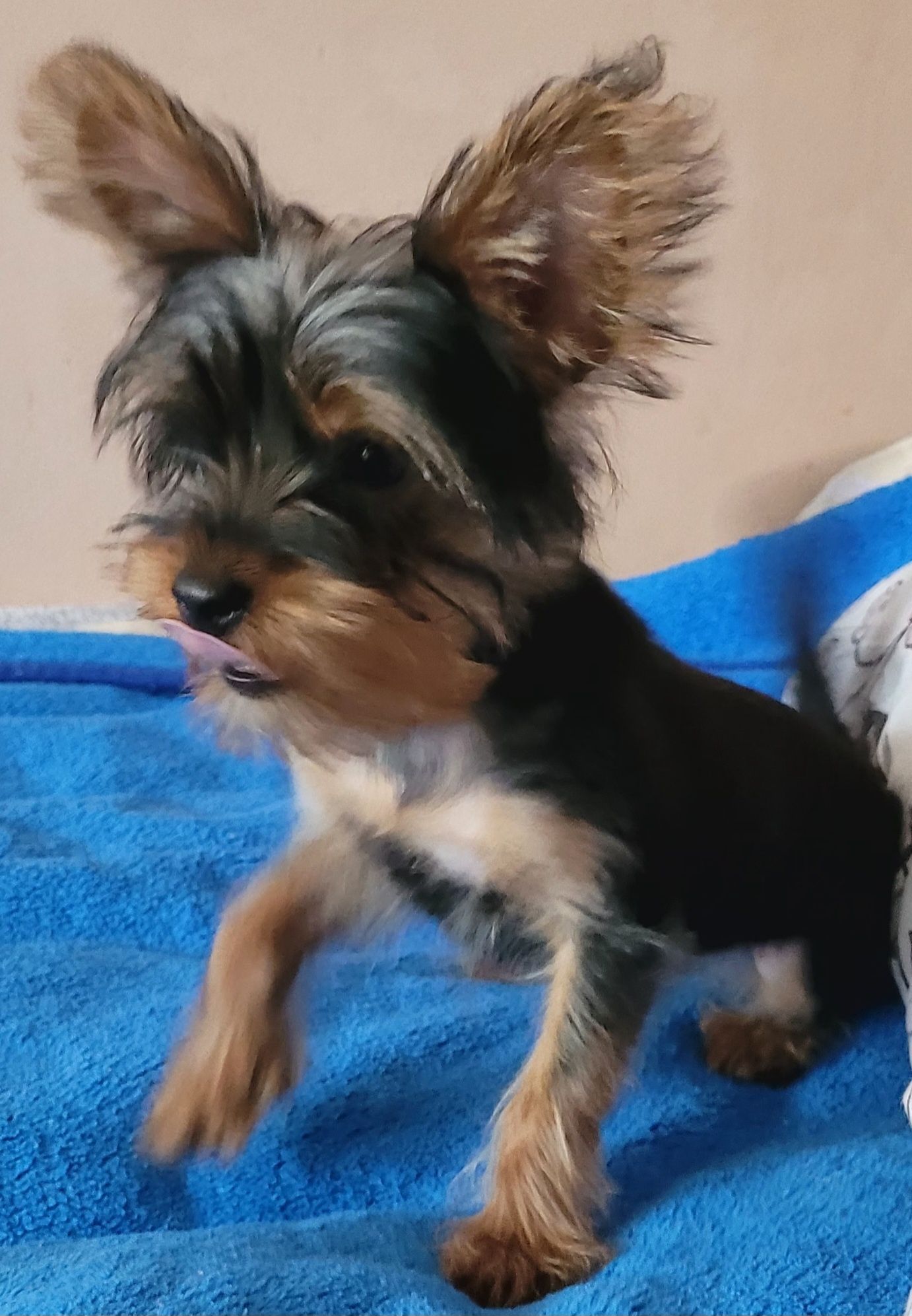 Yorkshire Terrier - piesek