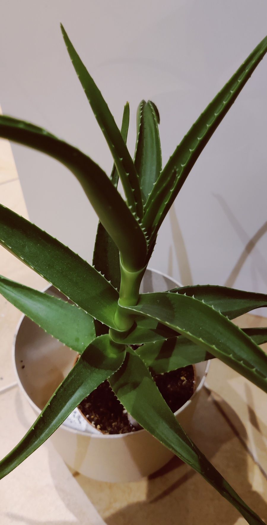 Aloes zwyczajny Aloe vera doniczkowy kwiat sukulent grubosz kwiatki
Al