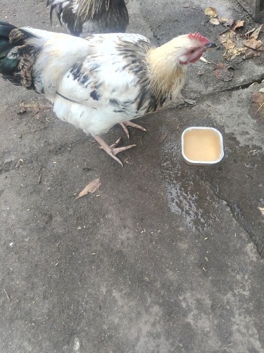 Sprzedam koguty młode