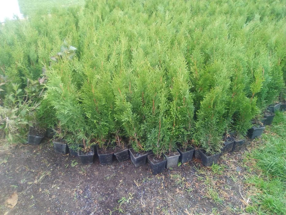 Tuja Szmaragd Doniczka 40 50 cm z dowozem żywopłot Lublin  SADZIMY