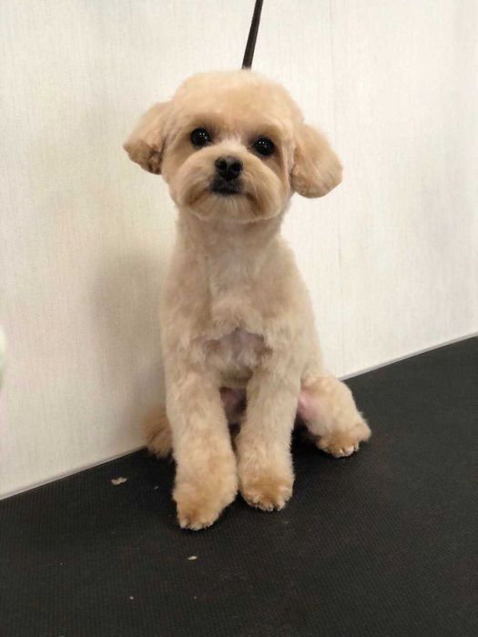 Мальтіпу Ф1, хлопчик, Вязка.