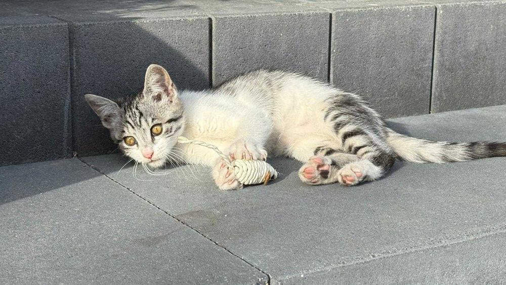 Koty 3-4 miesięczne do adopcji