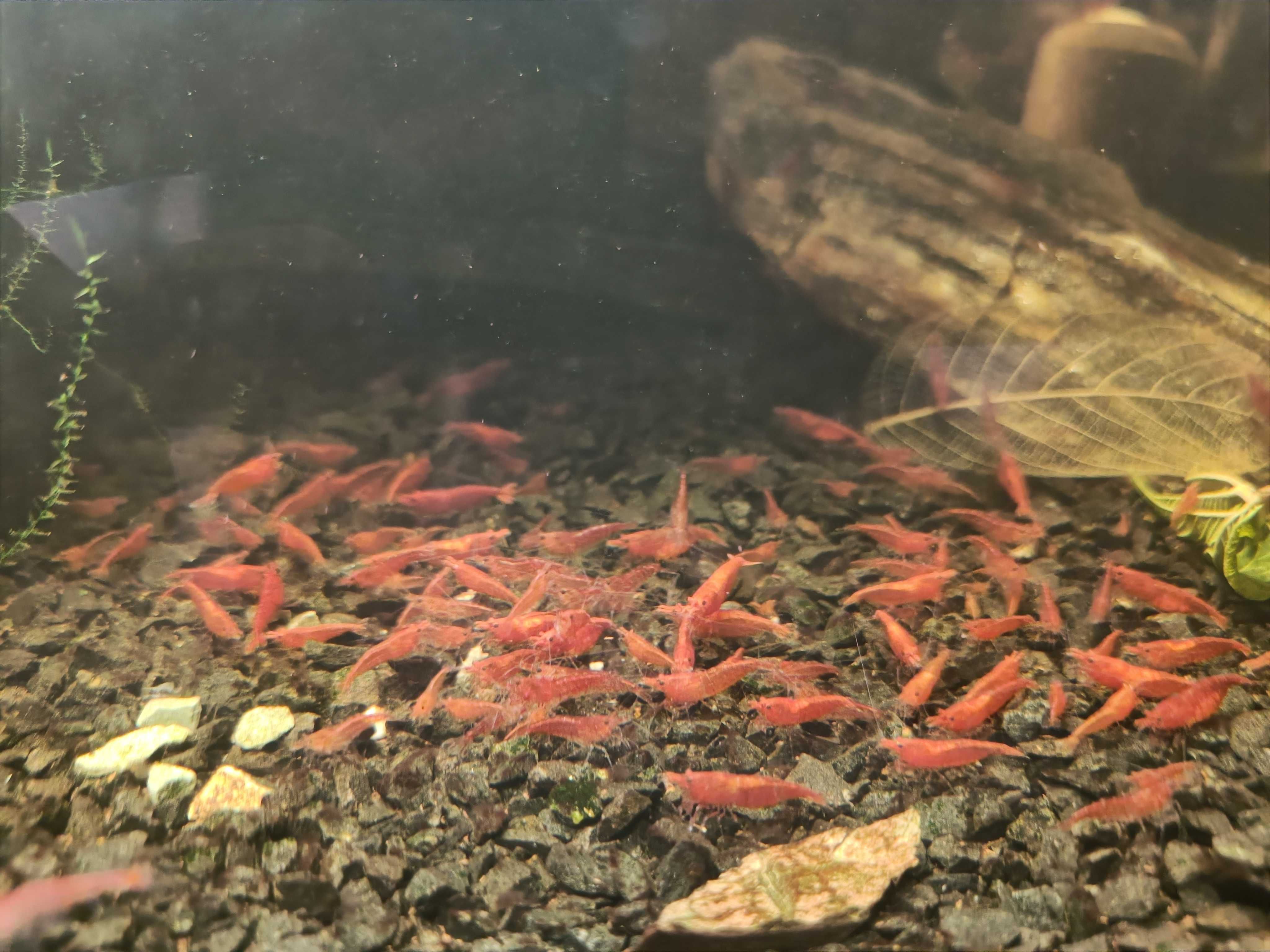 Krewetki Neocaridina Red Cherry słodkowodne akwarium