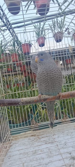 Periquitos black face