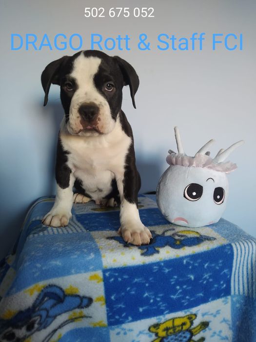 Amstaff piękny piesek ZKWP FCI rodowód