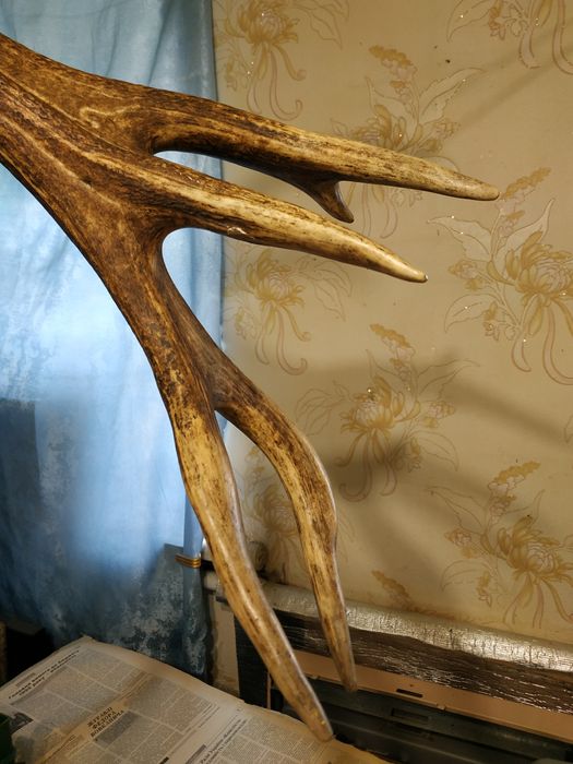 Рог оленя. Один. СССР. Вешалка.