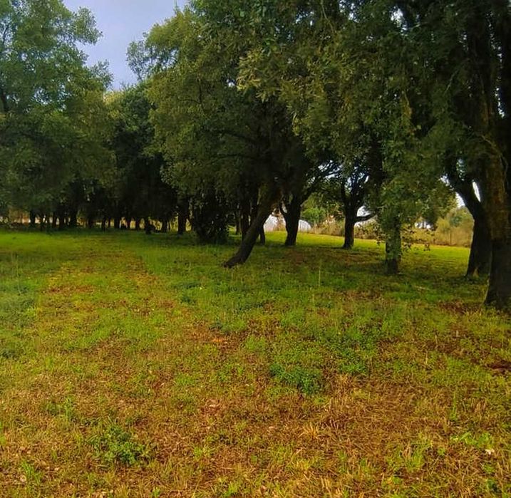 Serviços de limpeza de terrenos
