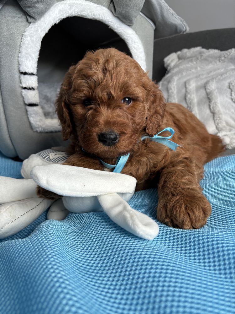 Goldendoodle piesek unikat