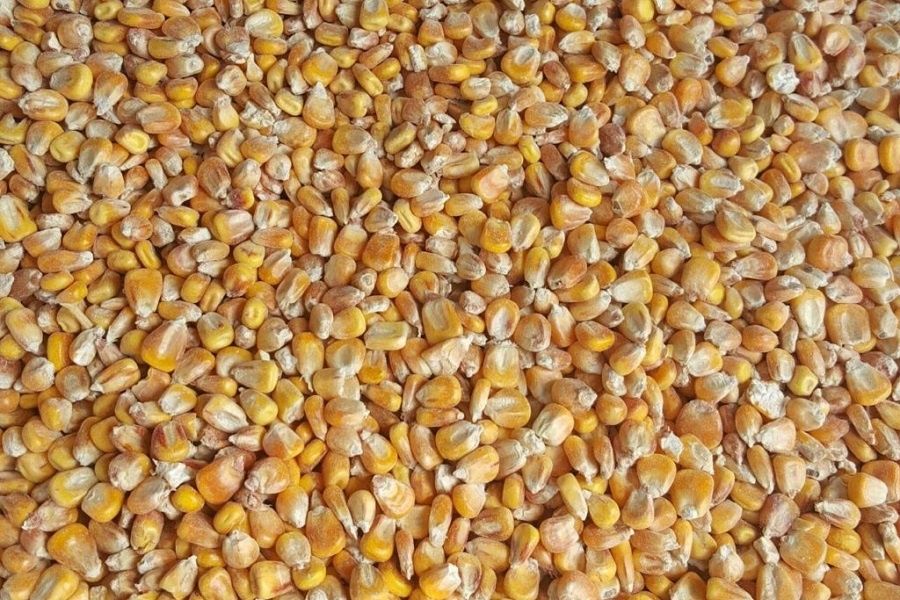 Кукурудза з під комбайна (Волога, не великий об'єм)