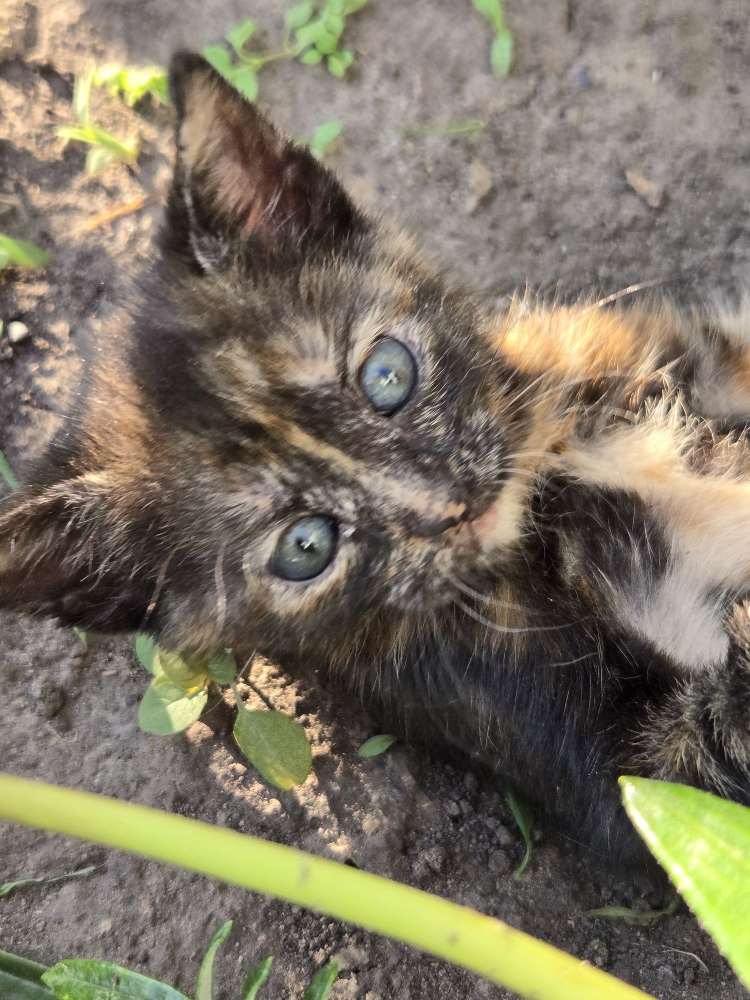 Котик в добрі руки
