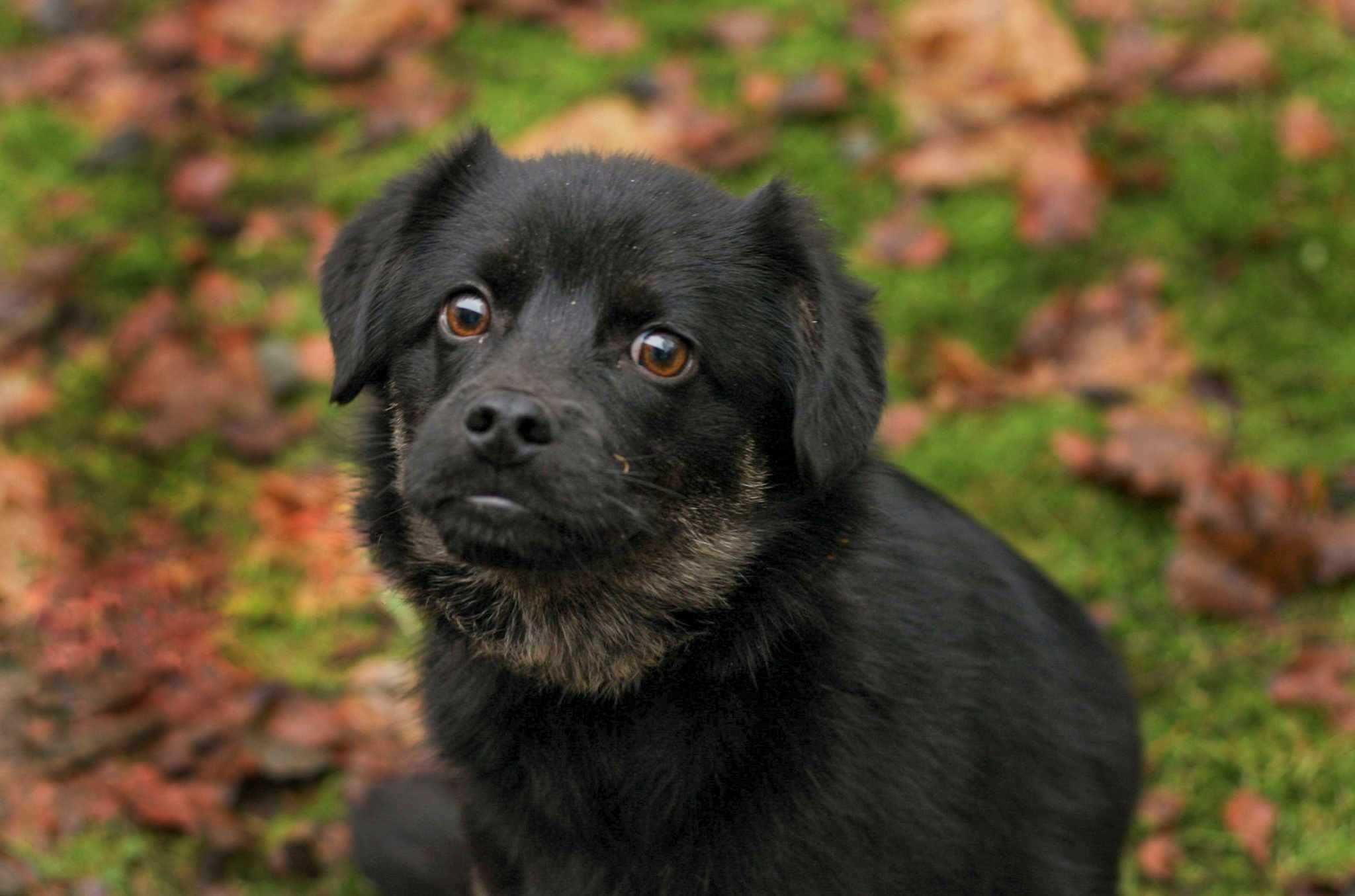 Bubu szuka kochającego domku