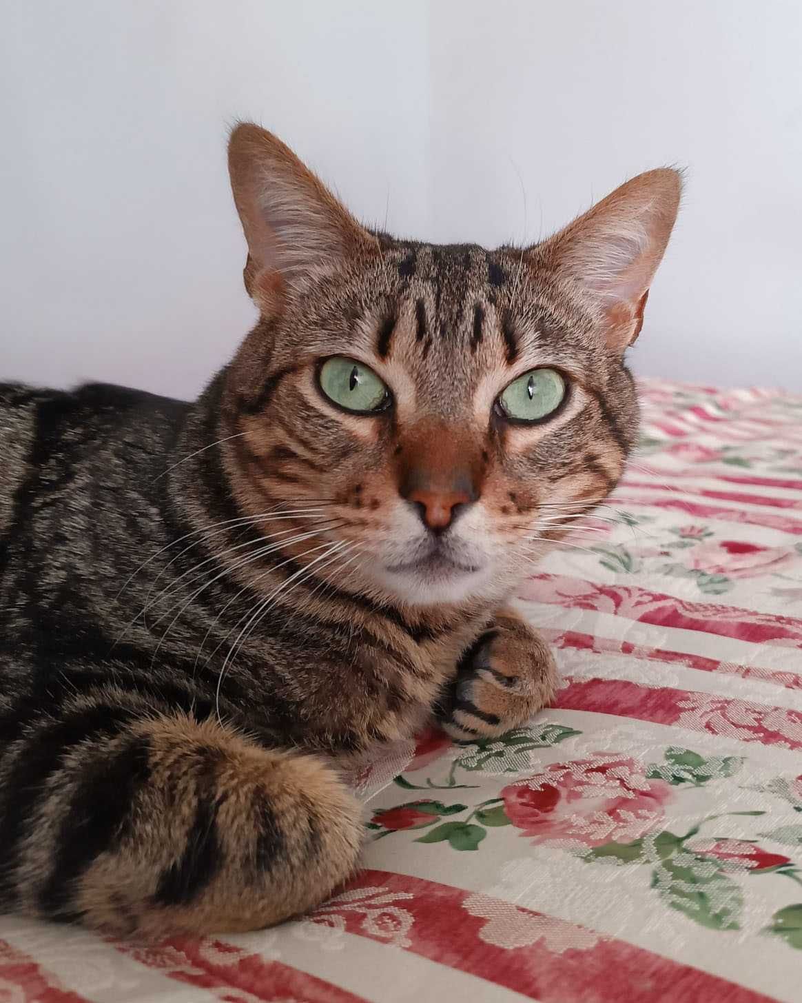 Setúbal / Margem Sul / Lisboa — KODI, gatinho para adoção