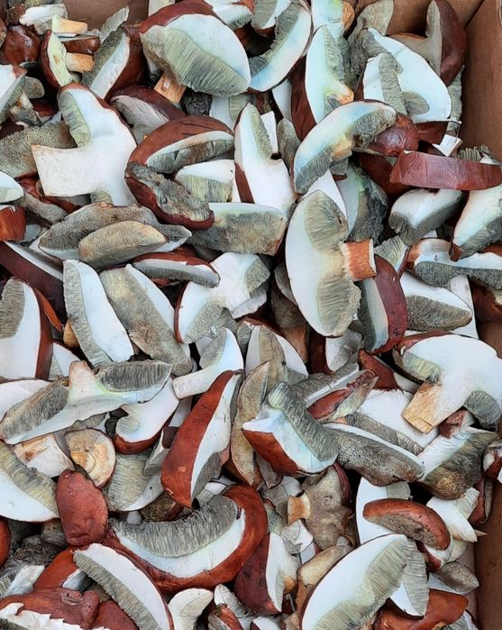 Grzyby suszone podgrzybki 2022 rok