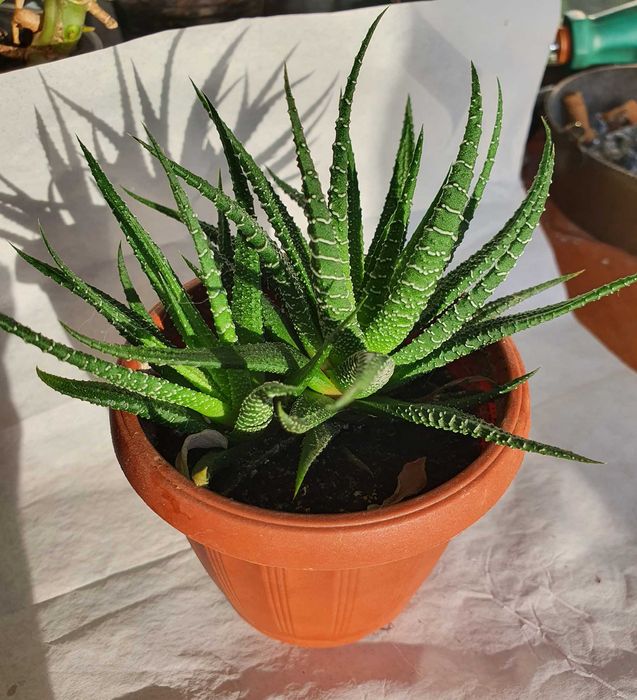 Суккуленты Эониум