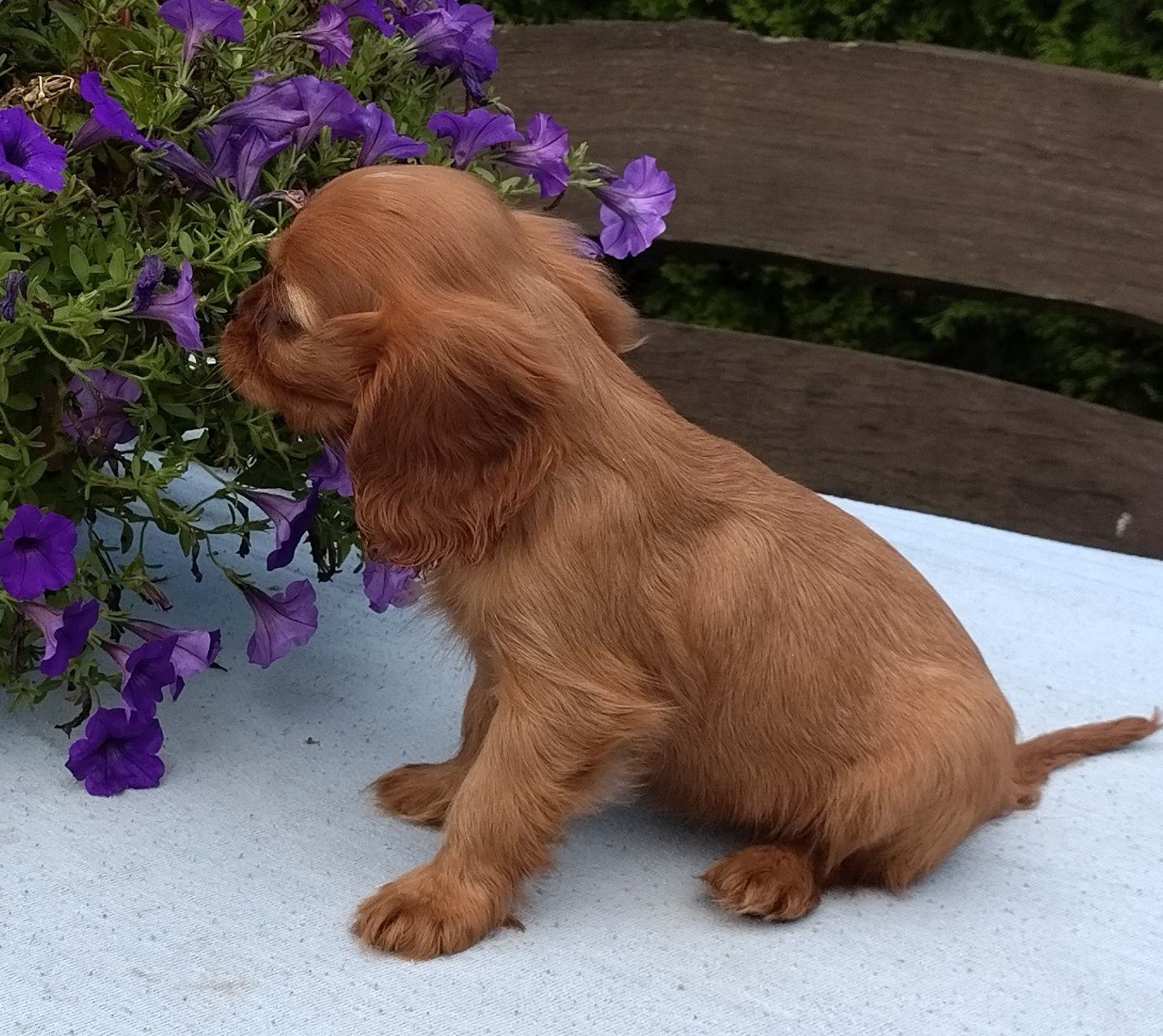 Cavalier King Charles Spaniel suczka ruby