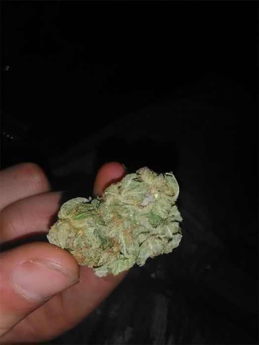 Susz marihuana thc