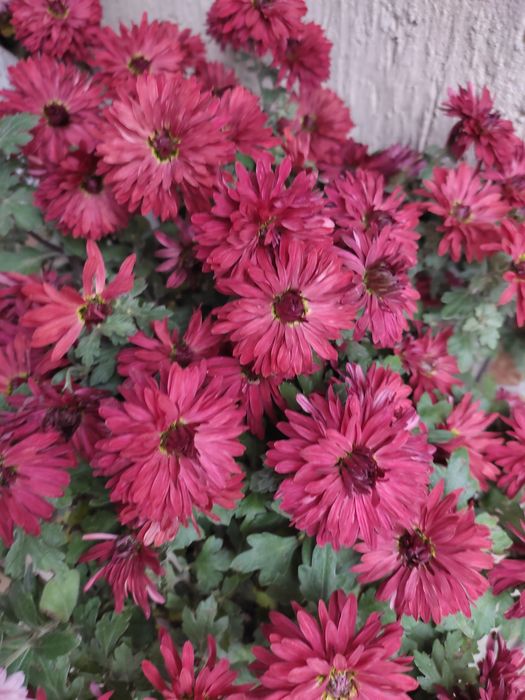 Корейська хризантема, мультифлора