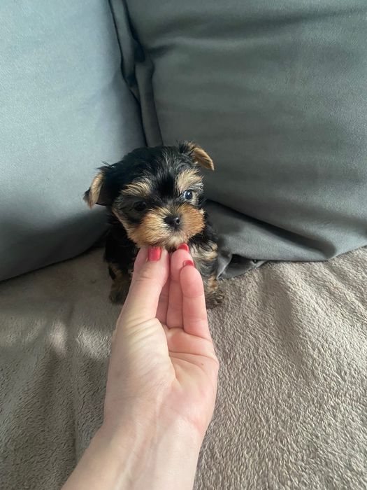 York mini xxs samczyk z rodowodem