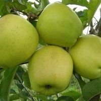 Свіжі яблука з саду Голден Редліго Глостер Чемпіон