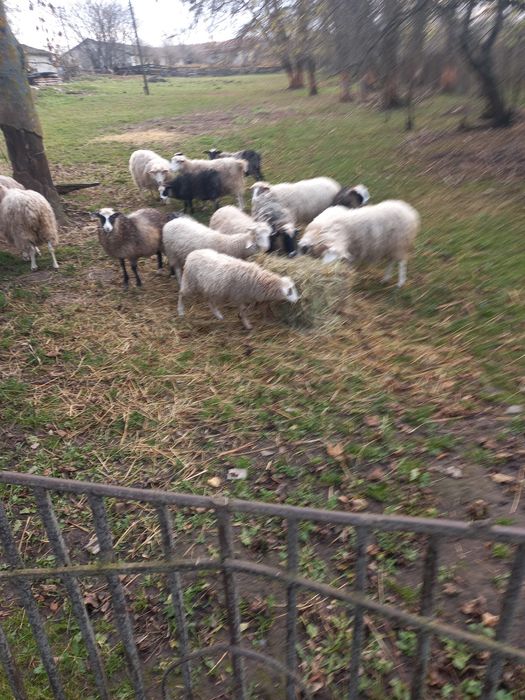 Продам овечки романівська