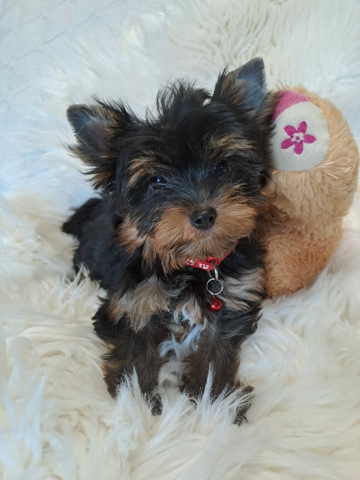 **MOLI**Yorkshire terrier sunia do rezerwacji