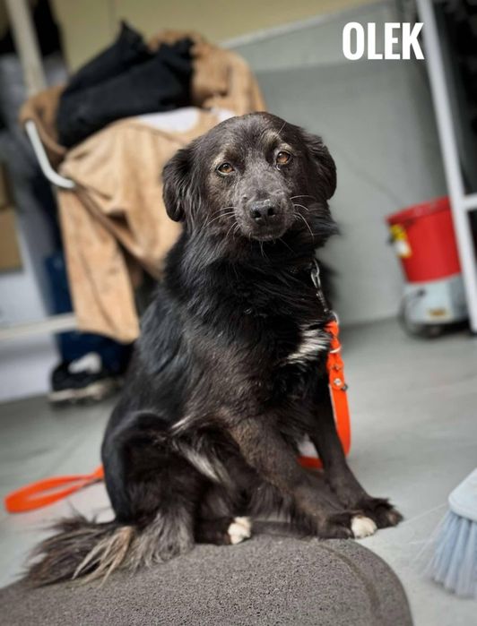 Kudłaty Olek do adopcji