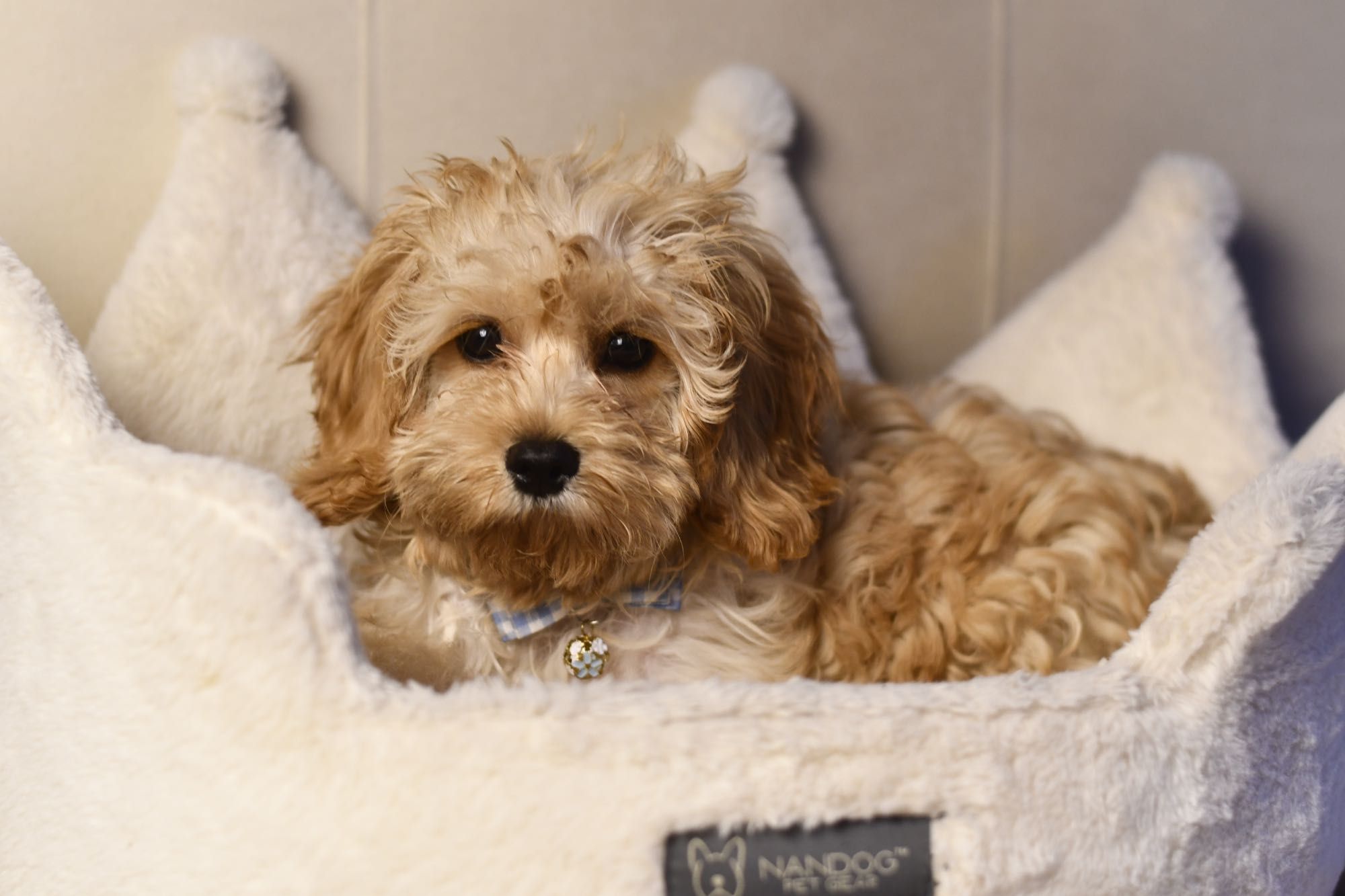 Cavapoo F1  wyjątkowy chłopiec gotowy do odbioru