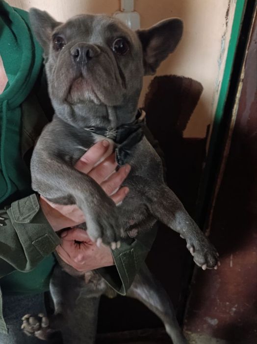 Врятовані бульдожки